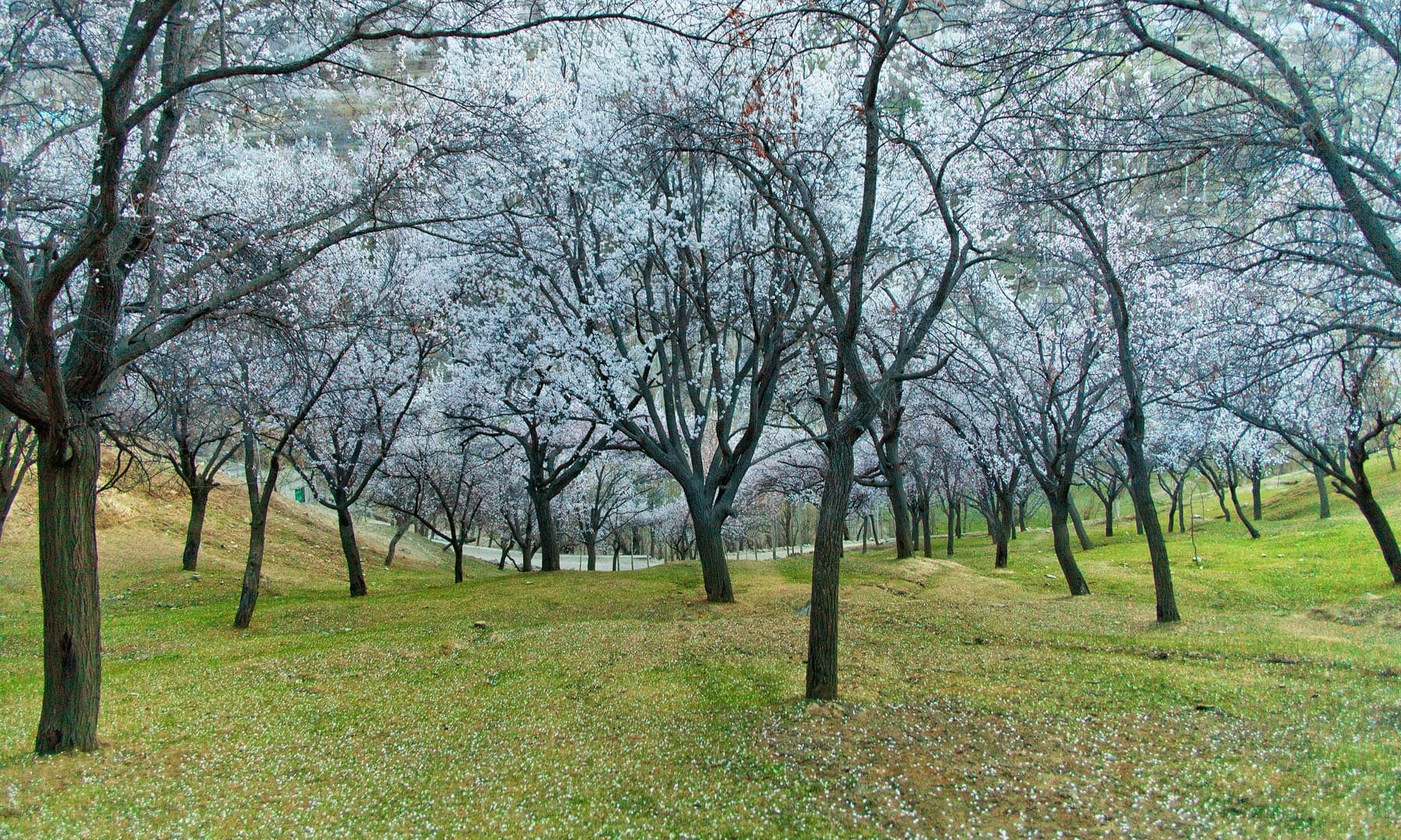 Nagar valley in blossom