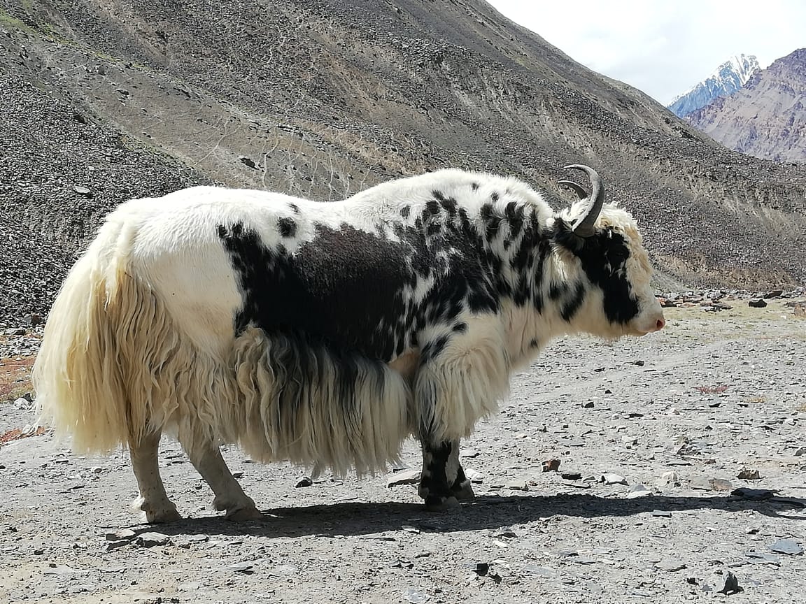 yak at Shimshal Pakistan