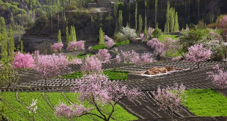 Hunza Cherry Blossom Tour