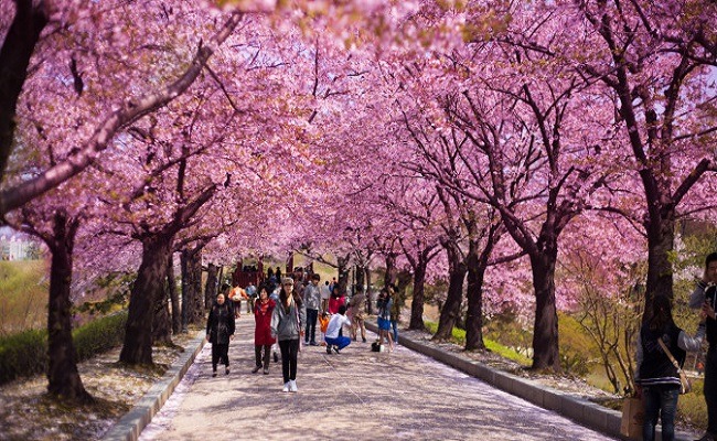 cherry blossom in pakistan