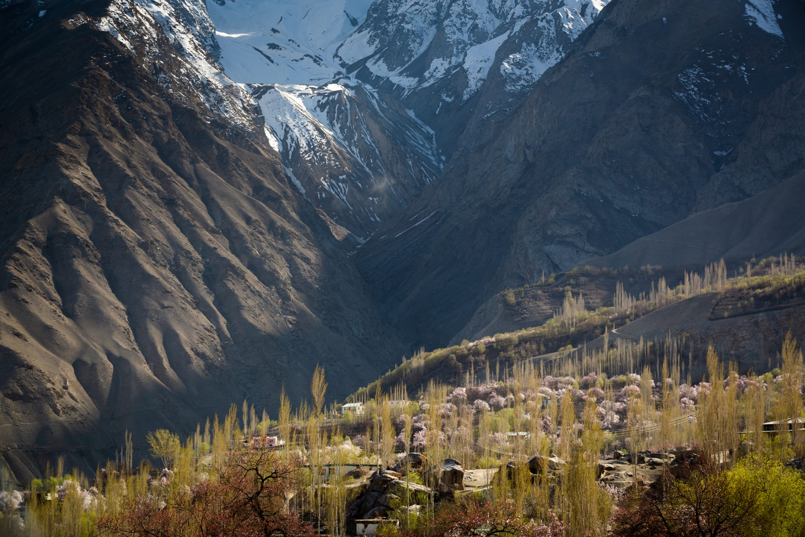 Spring blossoms beneath snow-covered mountains in Chundah Valley, near Skardu.