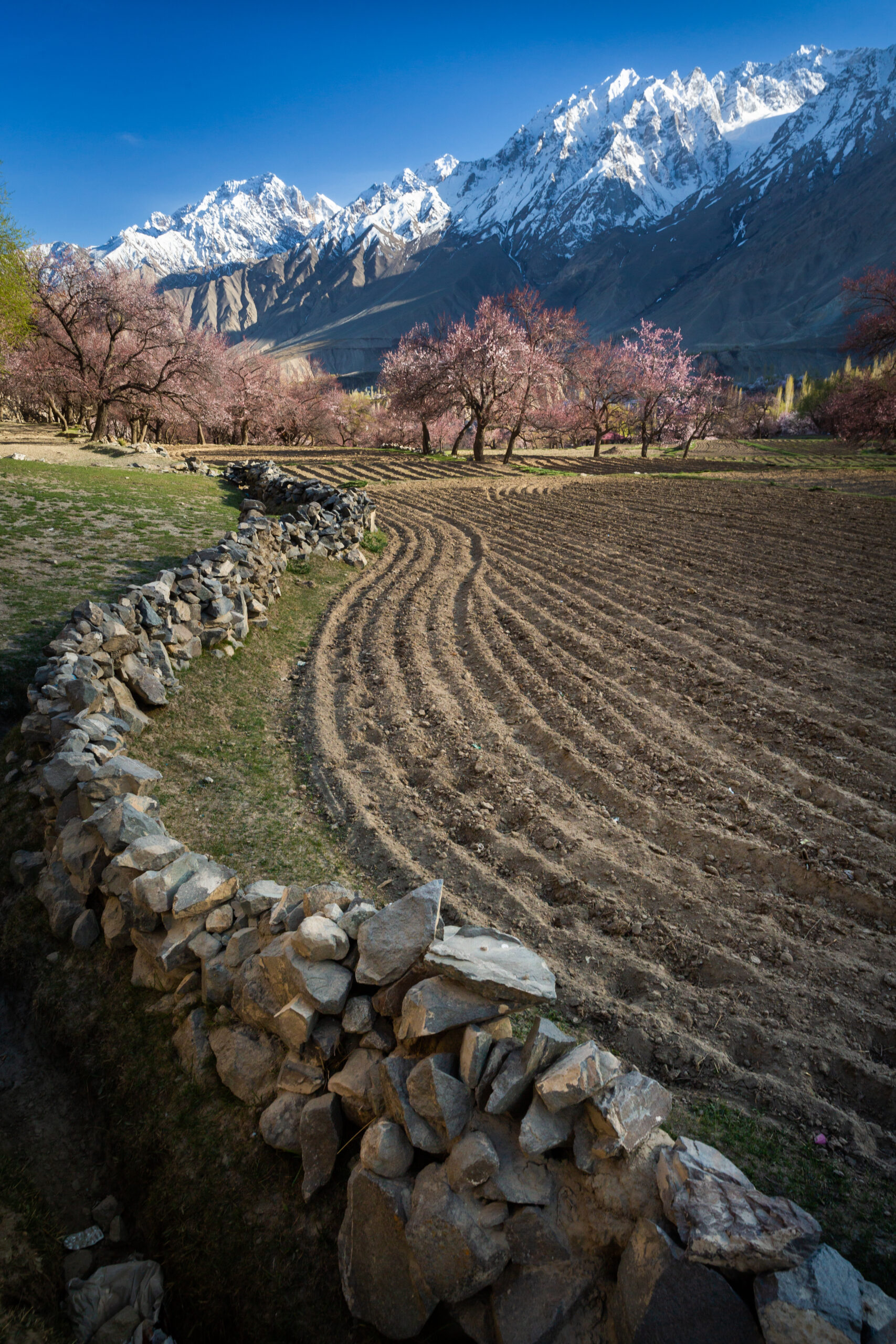 A blossoming orchard and cultivated fields beneath snow-covered mountains near Skardu.