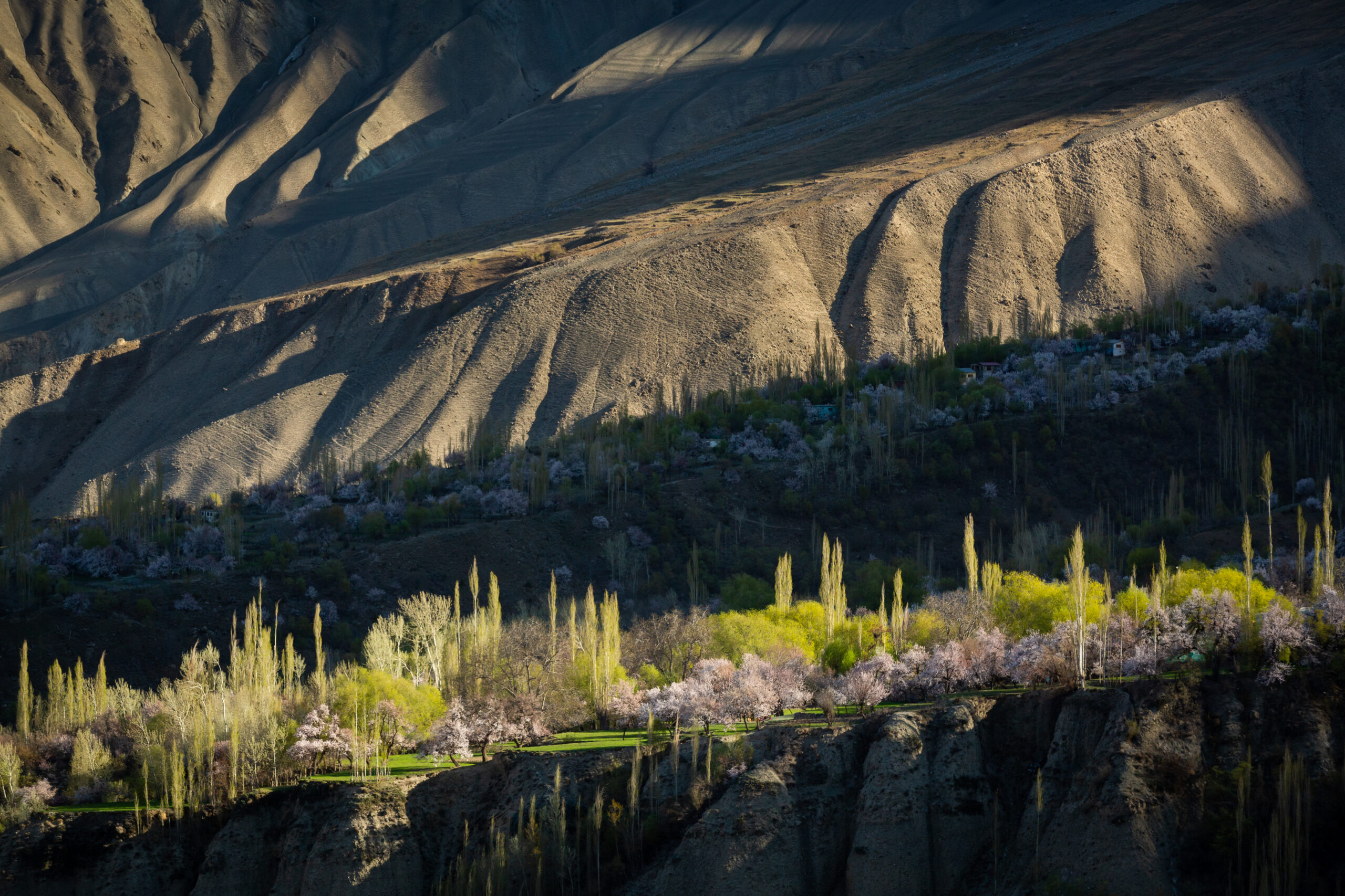 Spring orchards on the terraced hillside at Chunda near Skardu.