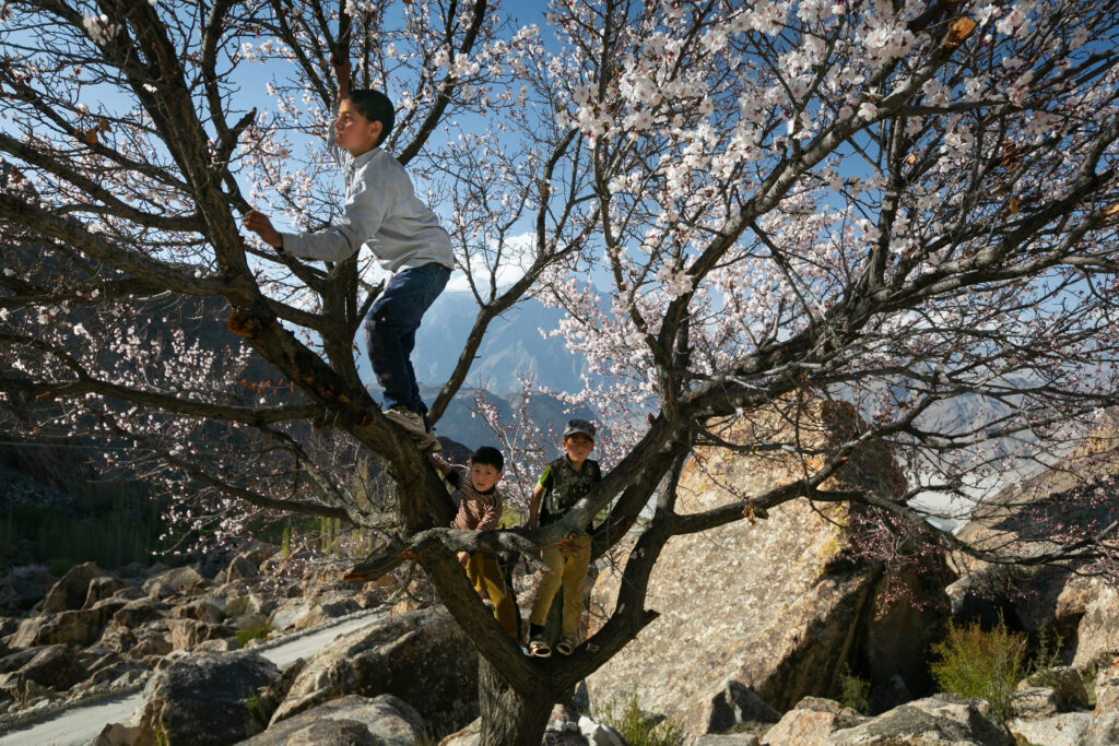 Children climbing a blossoming tree in Hussainabad Broq, in the Skardu region.