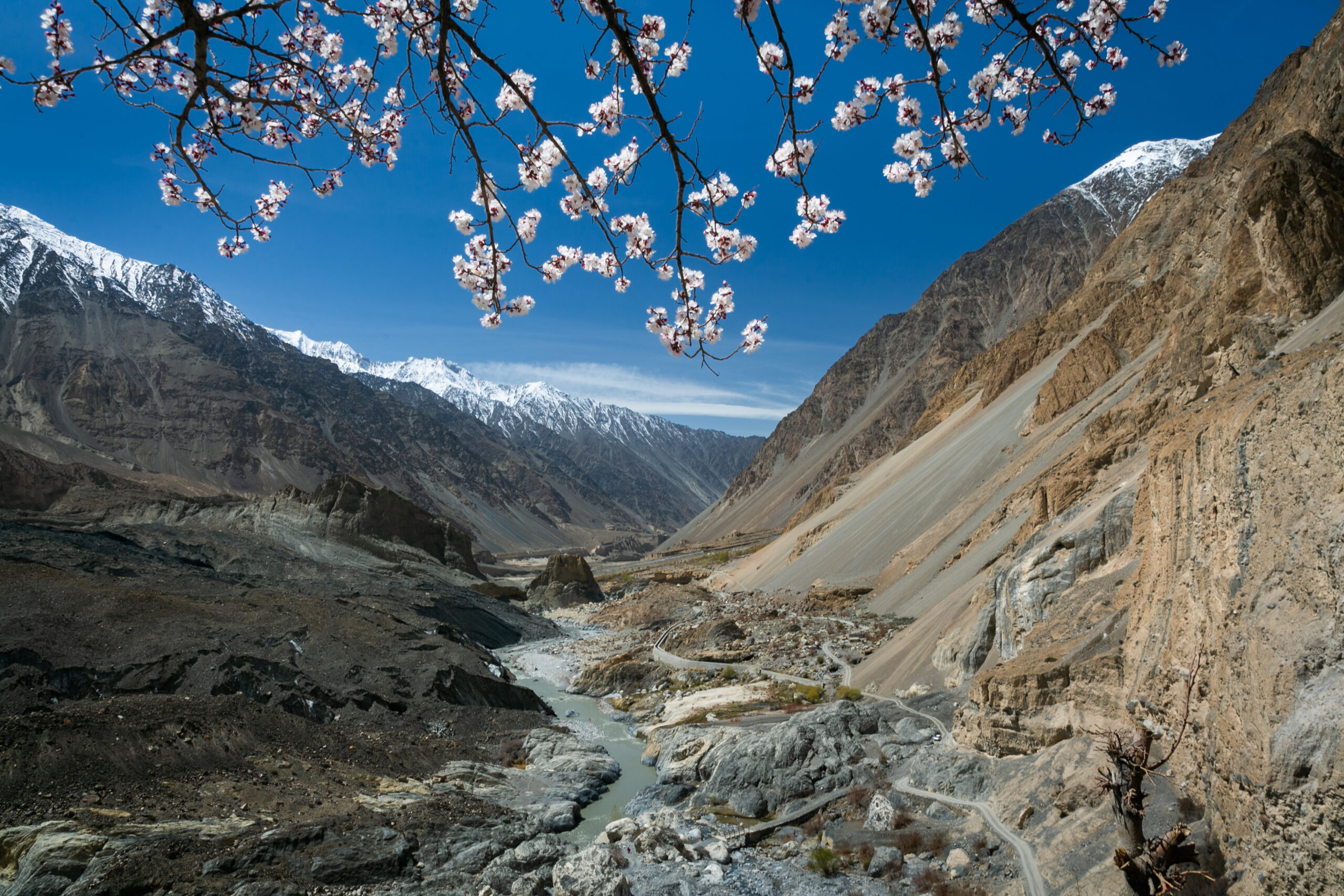 Blossom branches above a rocky river valley on the approach to Shimshal.