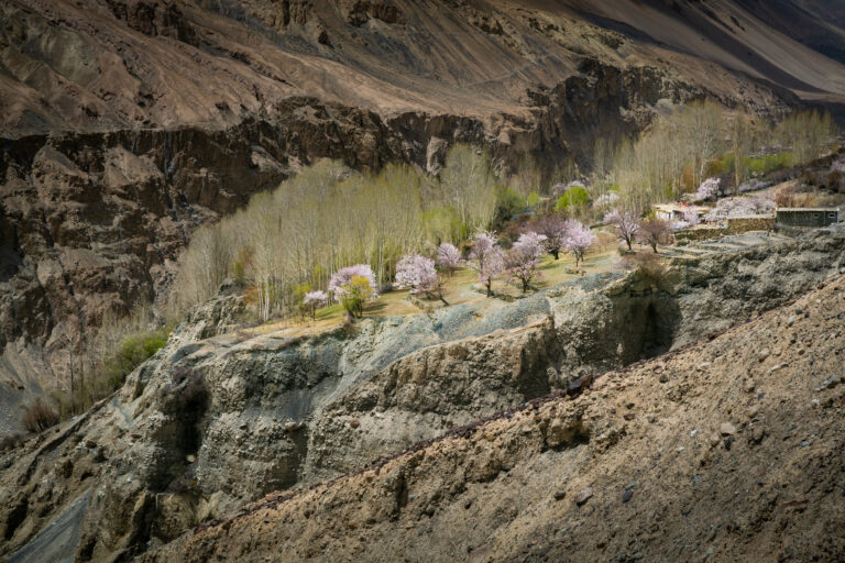 Blossoming trees and green poplars among village terraces in the Sost–Misgar region of Upper Hunza.