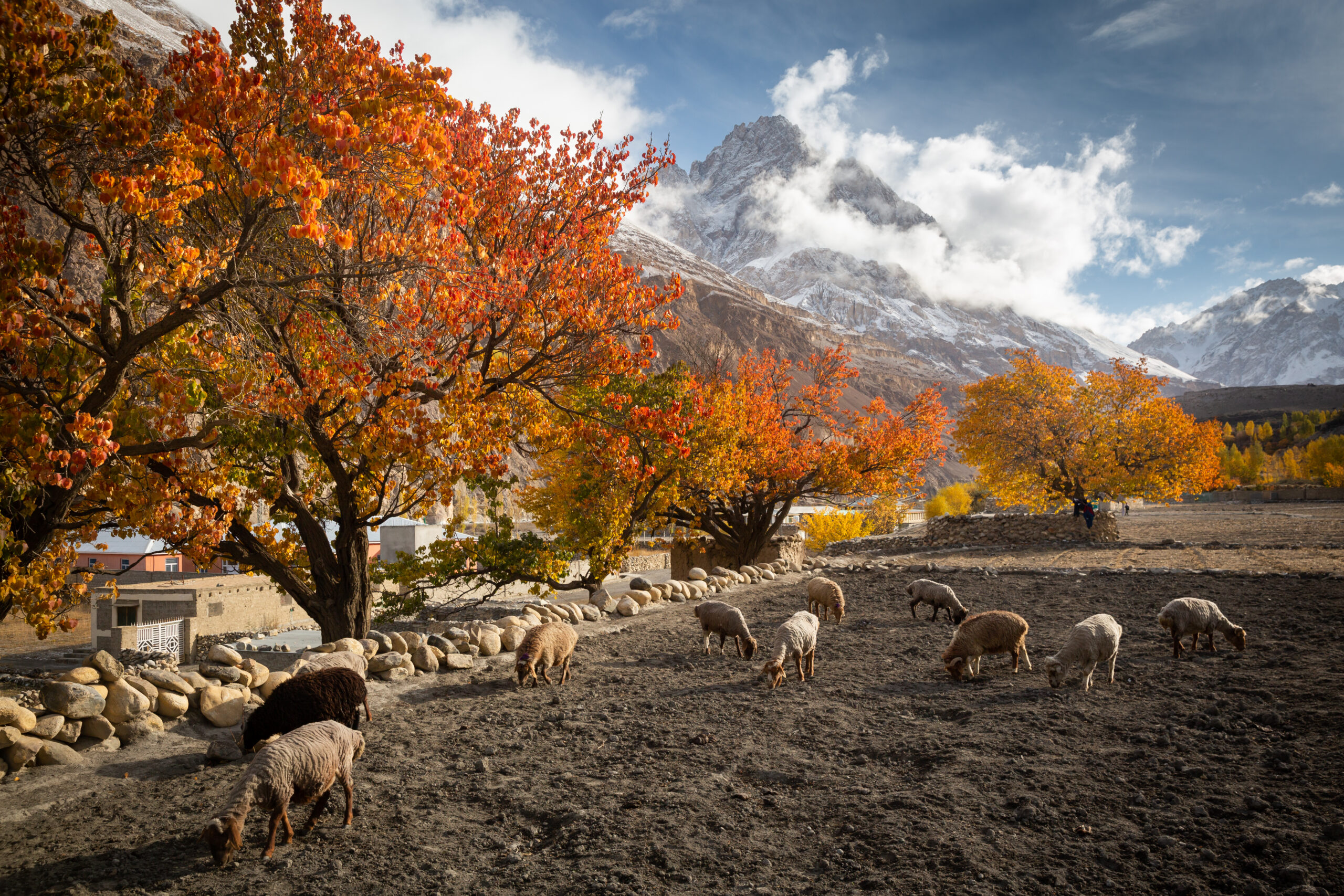 Sheep grazing beside autumn trees and stone walls in northern Pakistan.