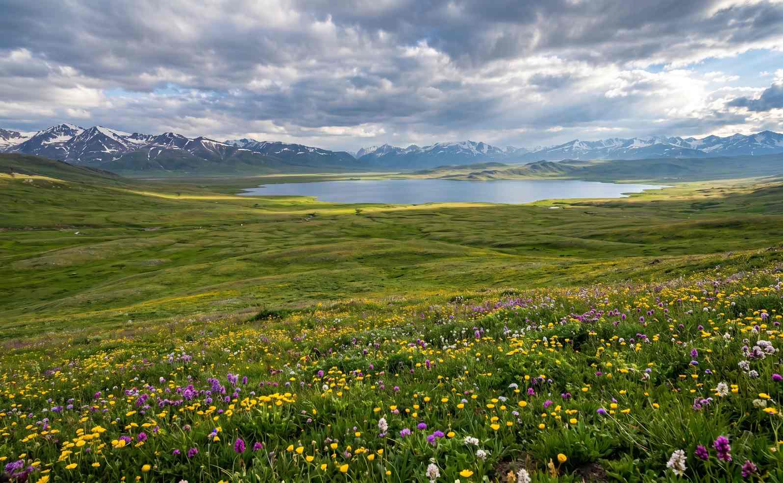 Deosai National Park Pakistan in summer covered in colourful wildflowers with Sheosar Lake and mountains in the background