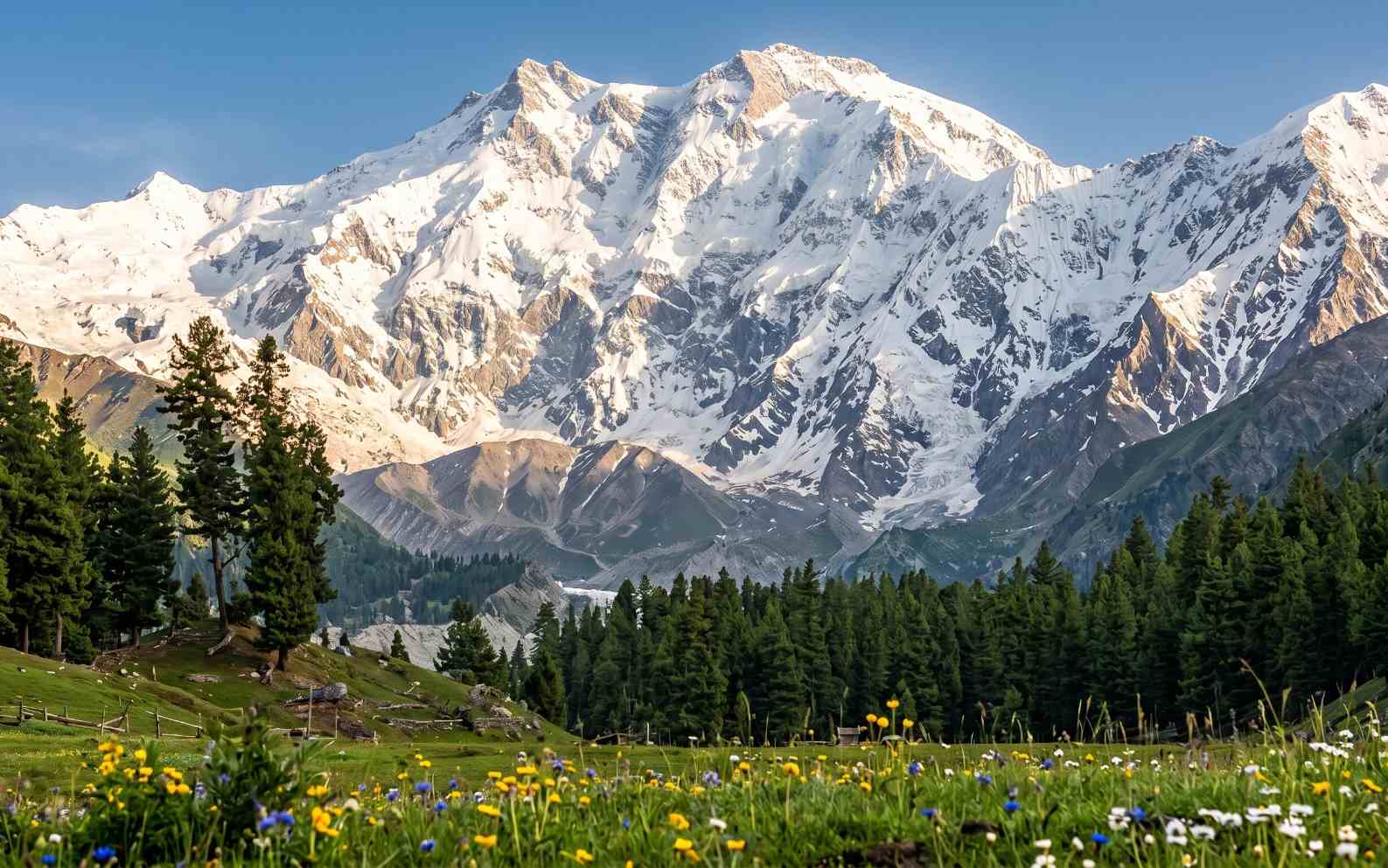 Nanga Parbat the world's ninth highest mountain seen from Fairy Meadows with the massive north face rising above pine forest