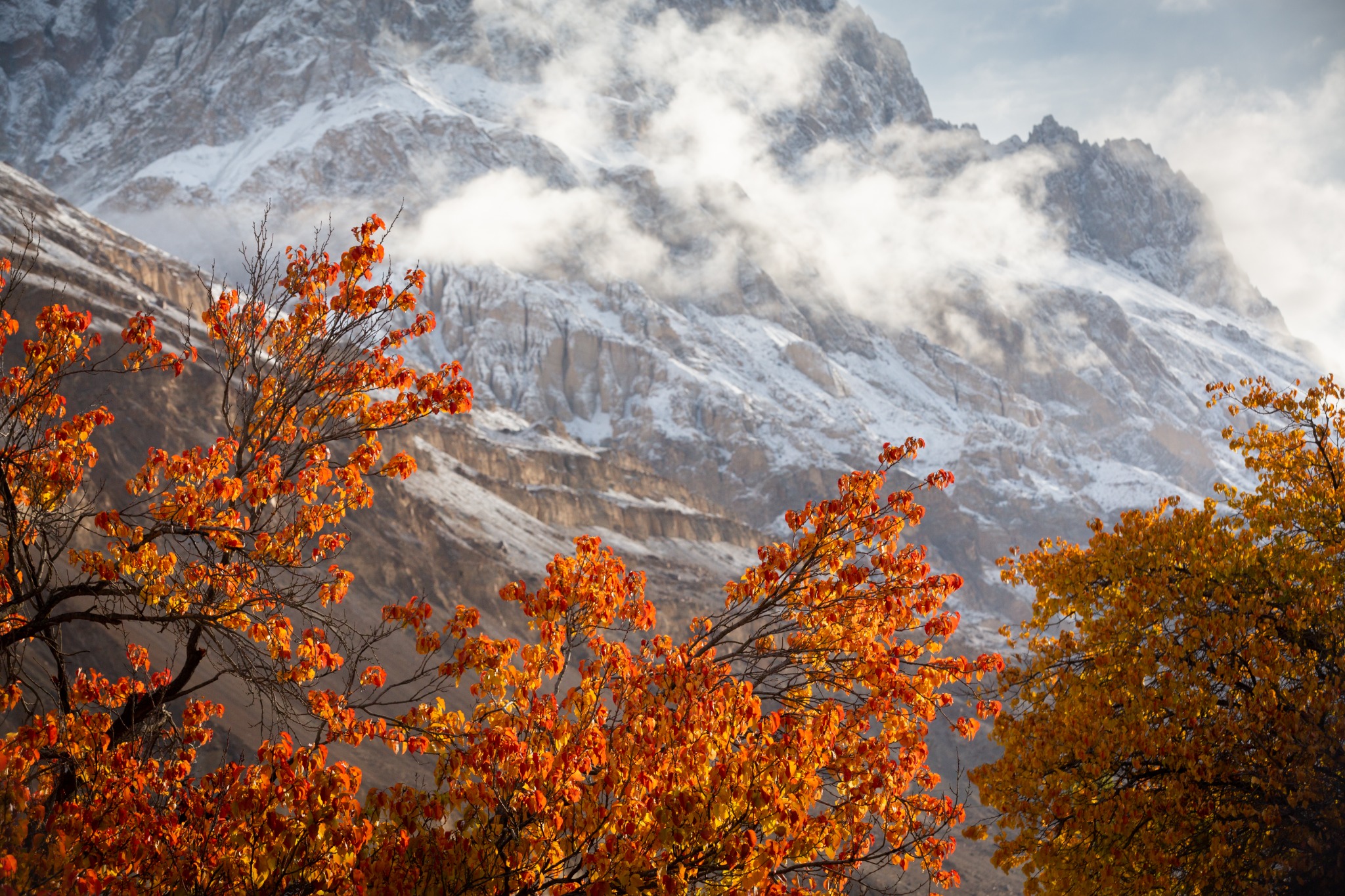 Orange autumn trees beneath snow-covered Karakoram peaks