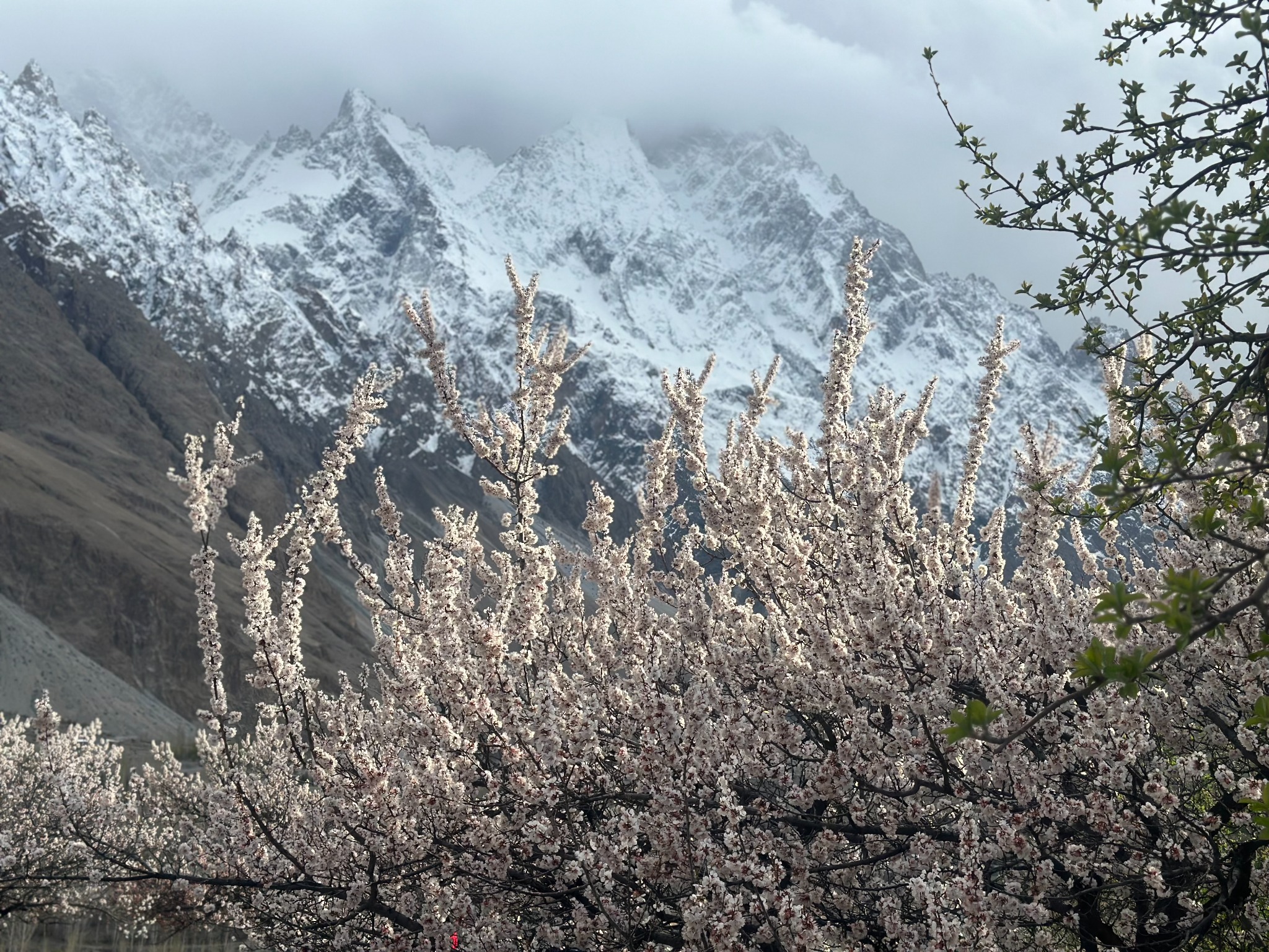 Hunza spring blossoms beneath snow-covered mountains