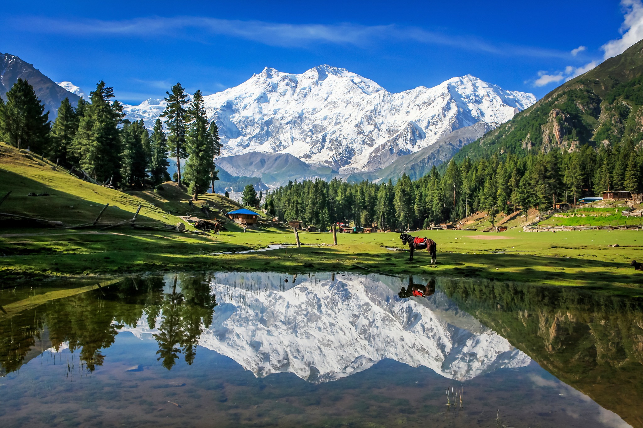Nanga Parbat reflected in a pond at Fairy Meadows