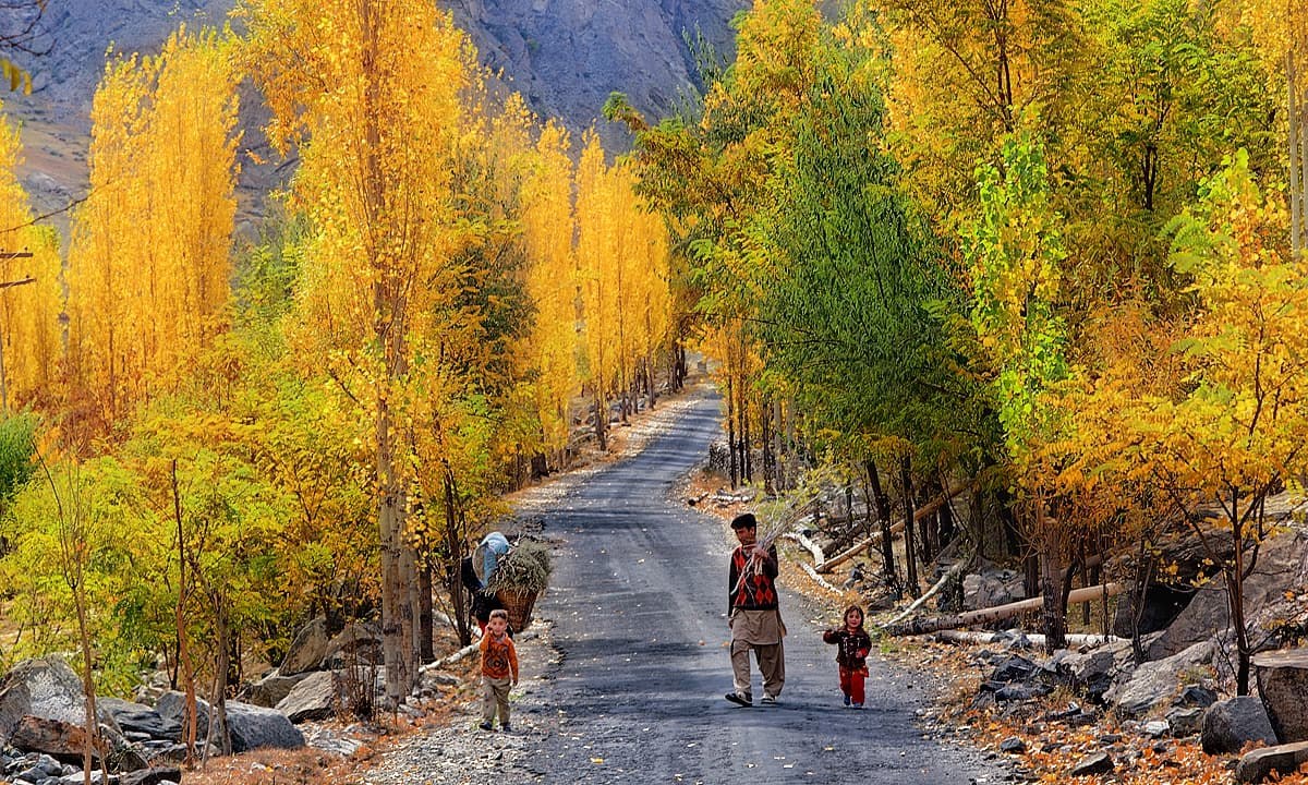A road between yellow autumn poplars in Skardu, Baltistan.
