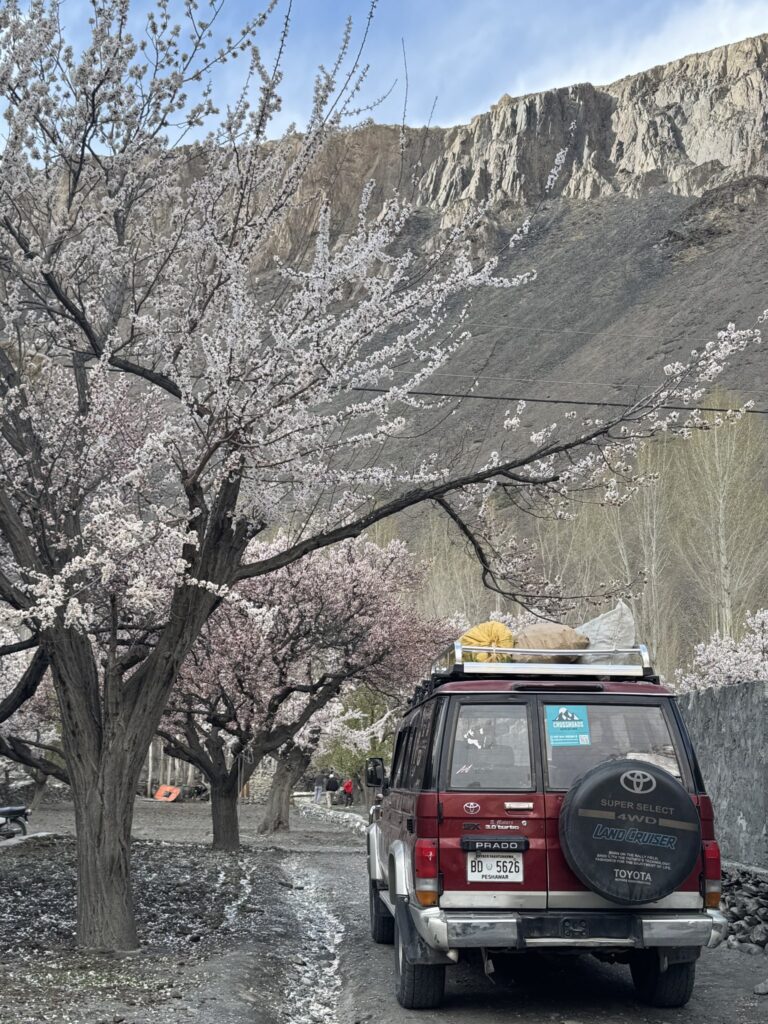A vehicle beside blossoming orchard trees in northern Pakistan.